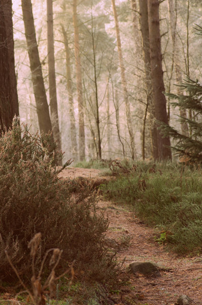 Path, Woods, Mist