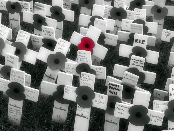 Poppies