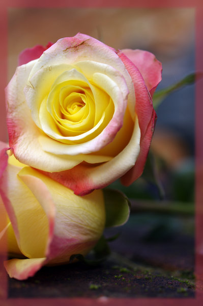 Rosey