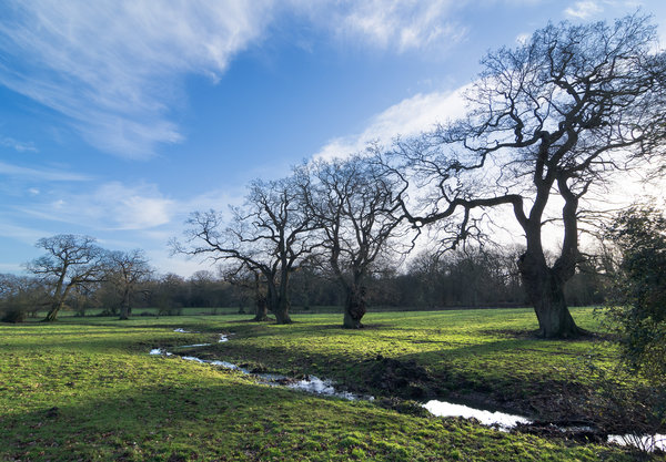 Suffolk footpath