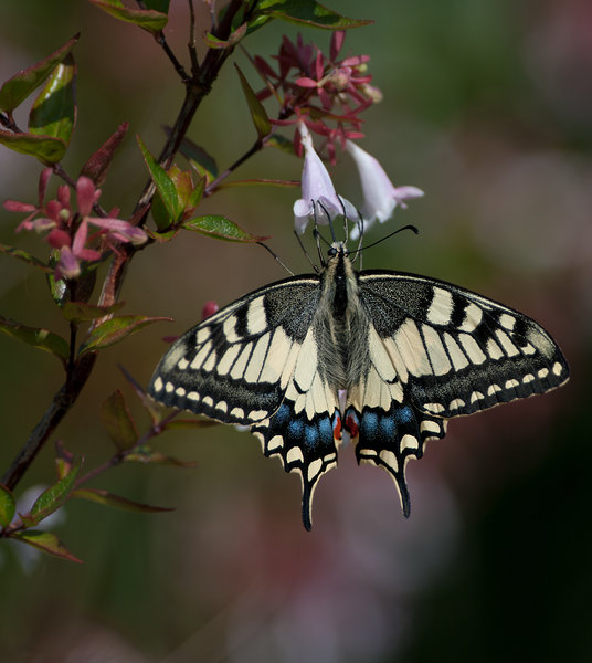 swallowtail
