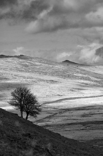 Taw Marsh in Black and White
