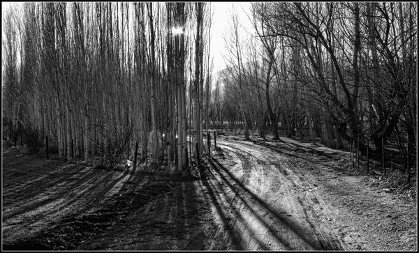 Trees II b