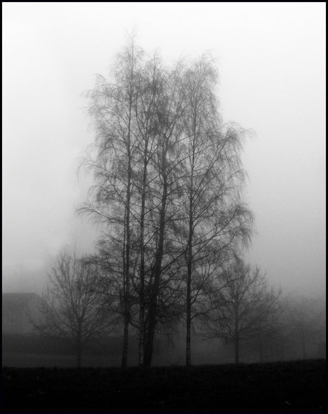 Trees in the Mist