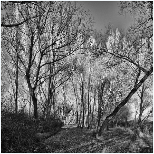 Trees