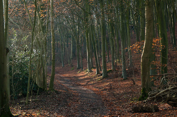 woodland walk