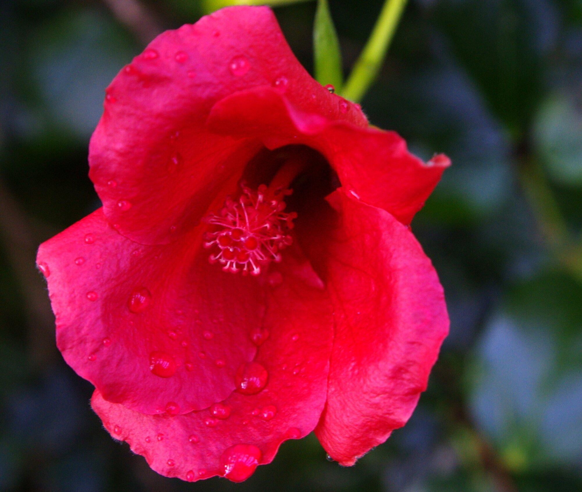 Red/Pink Hibiscus