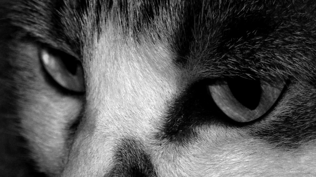Cats Eyes