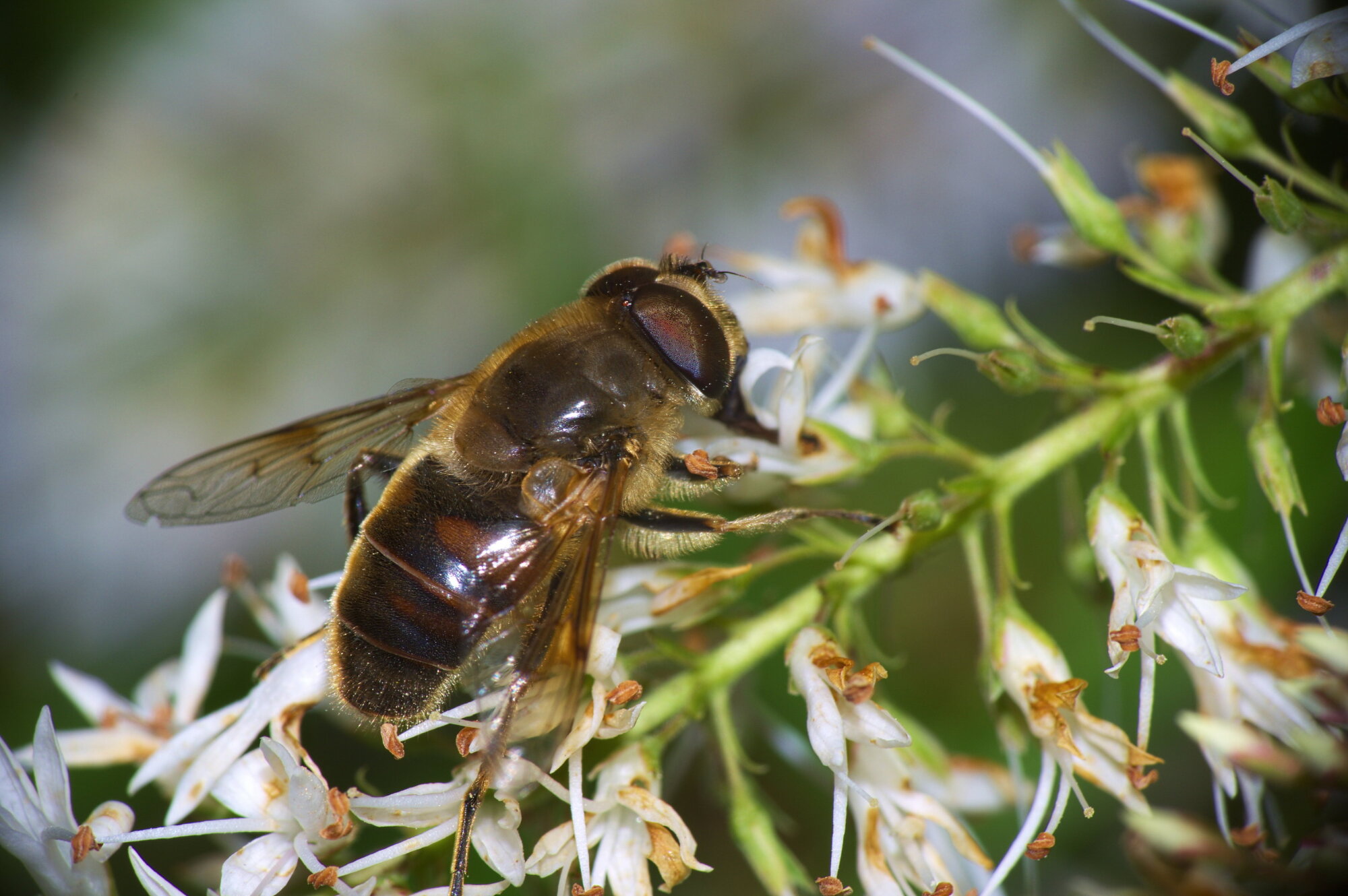 Hoverfly