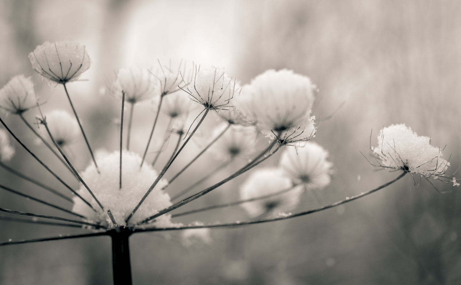 Snow Flower