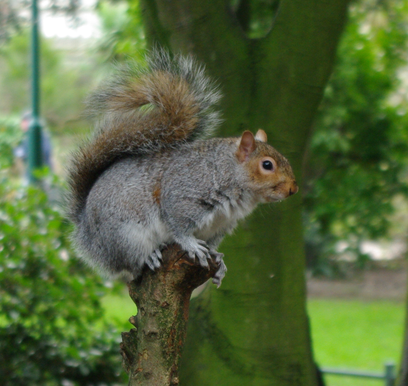 Squirrel