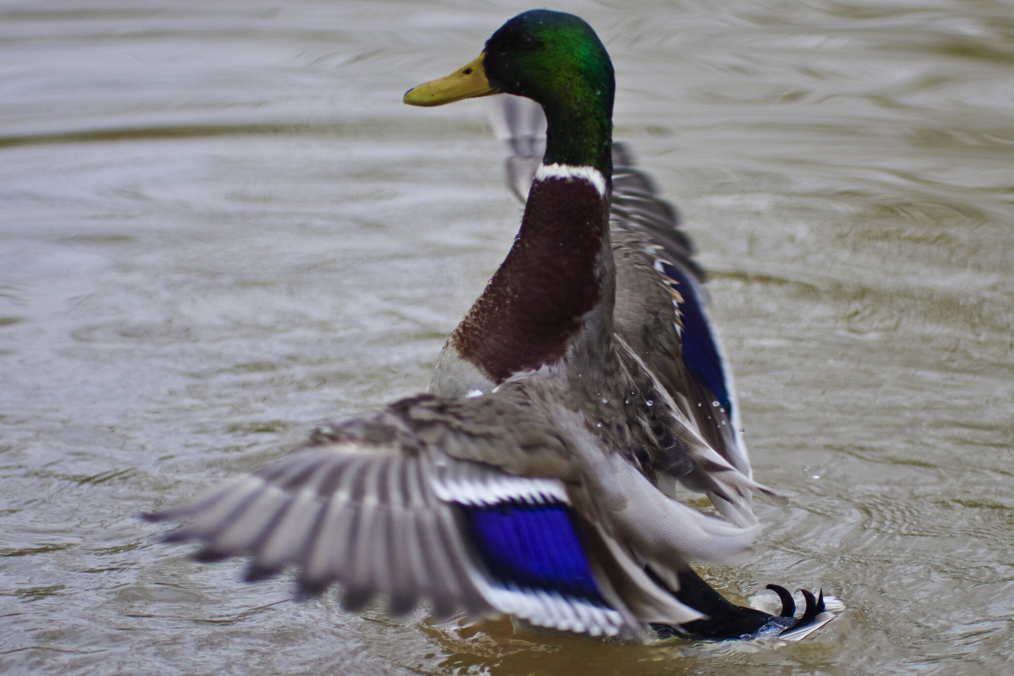 Water off a ducks Back!