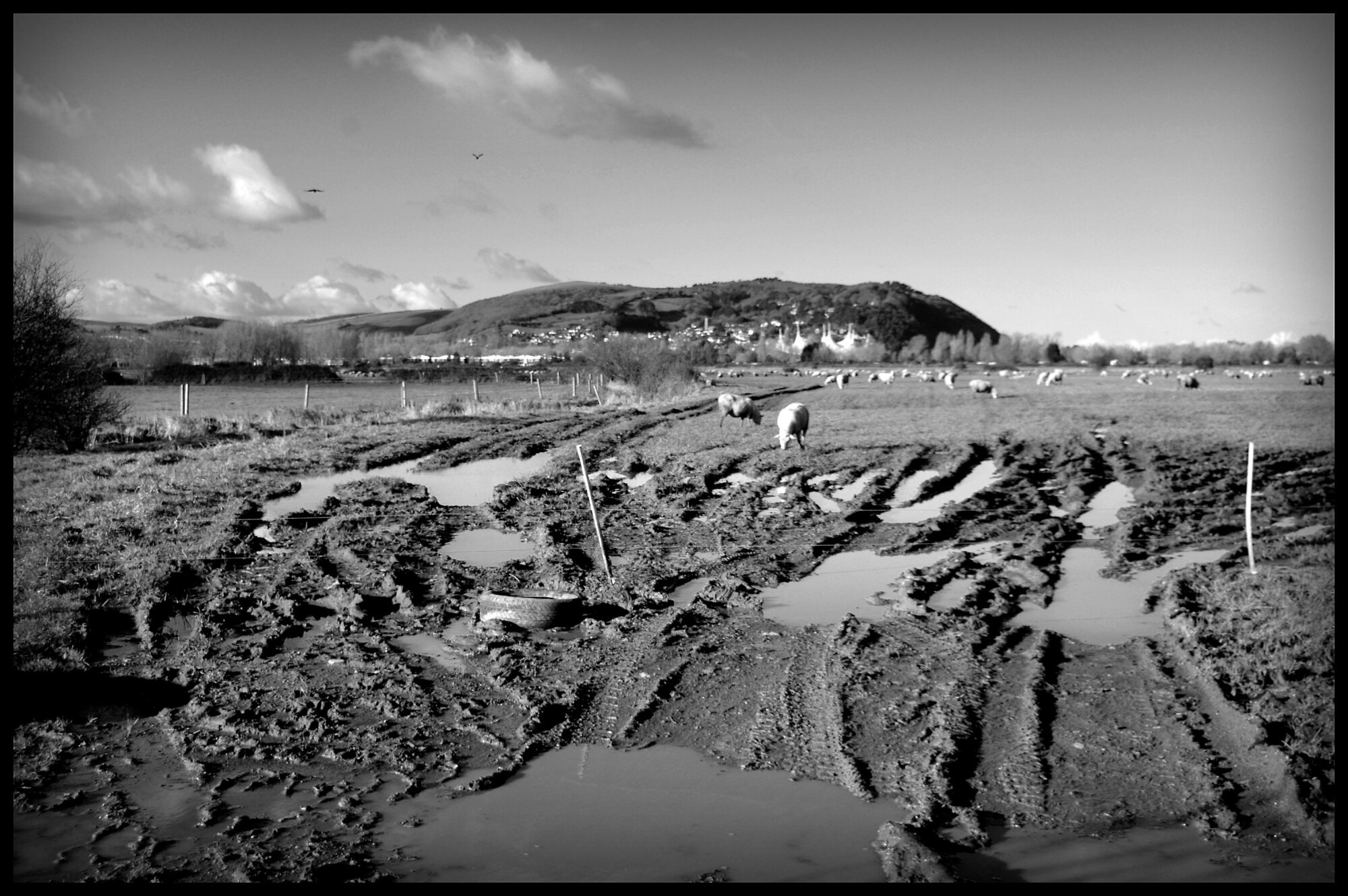 Winter Farmland