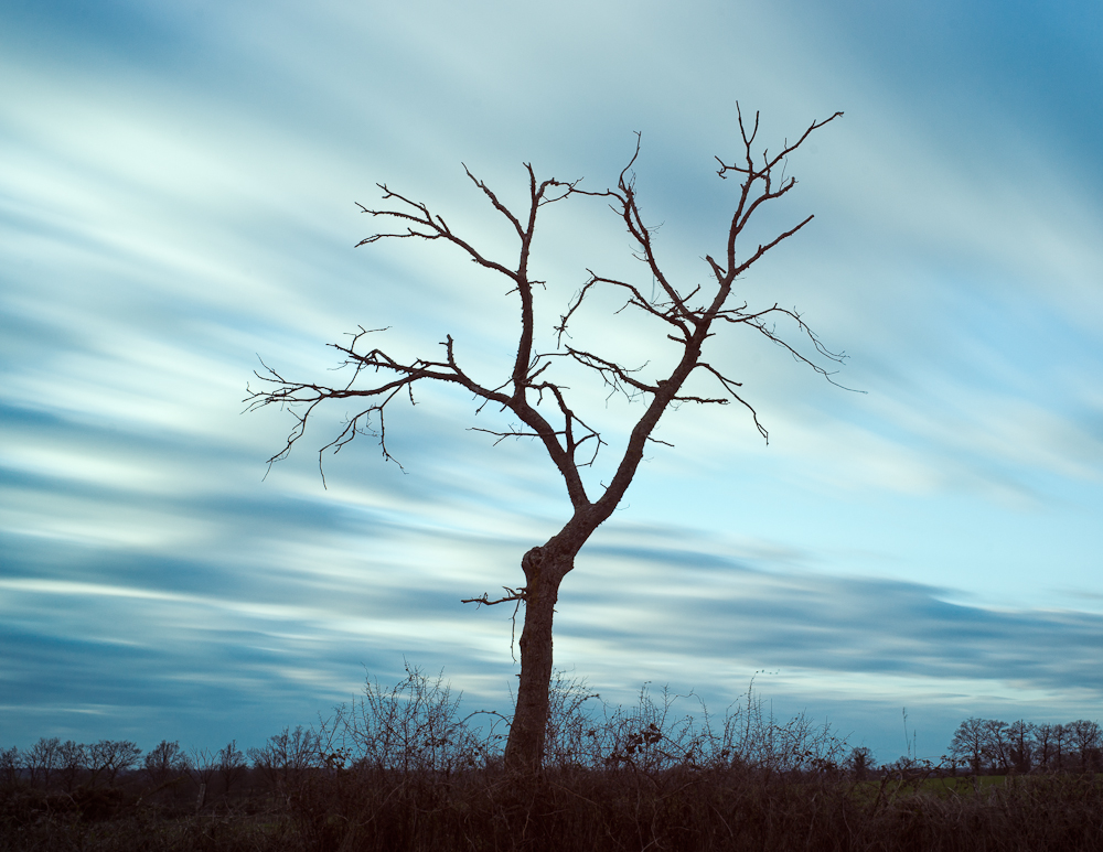 A Tree