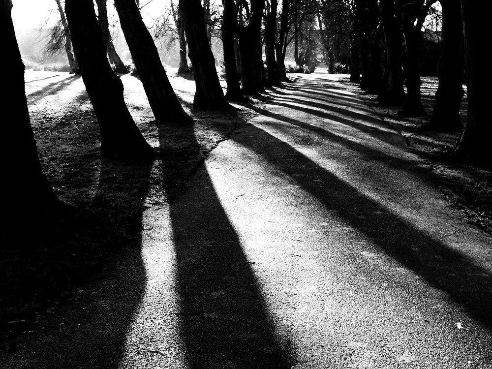 Beeches