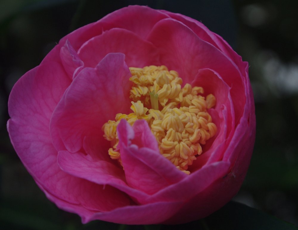 Camillia Mandalay Queen