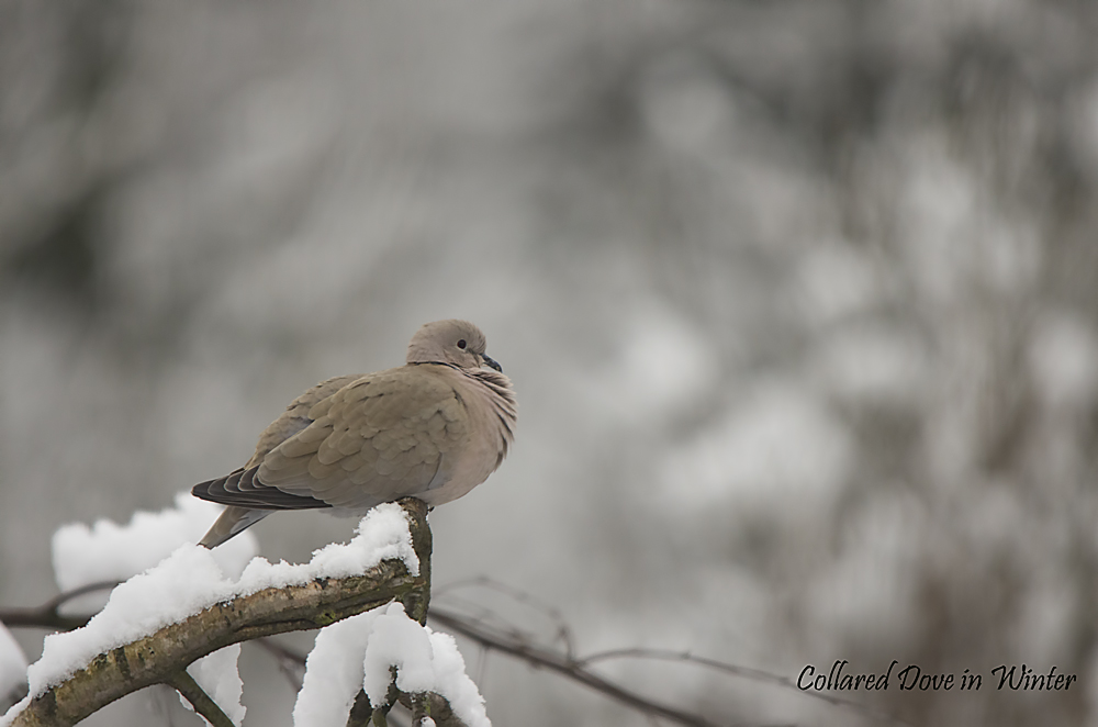 Collared Dove in Winter