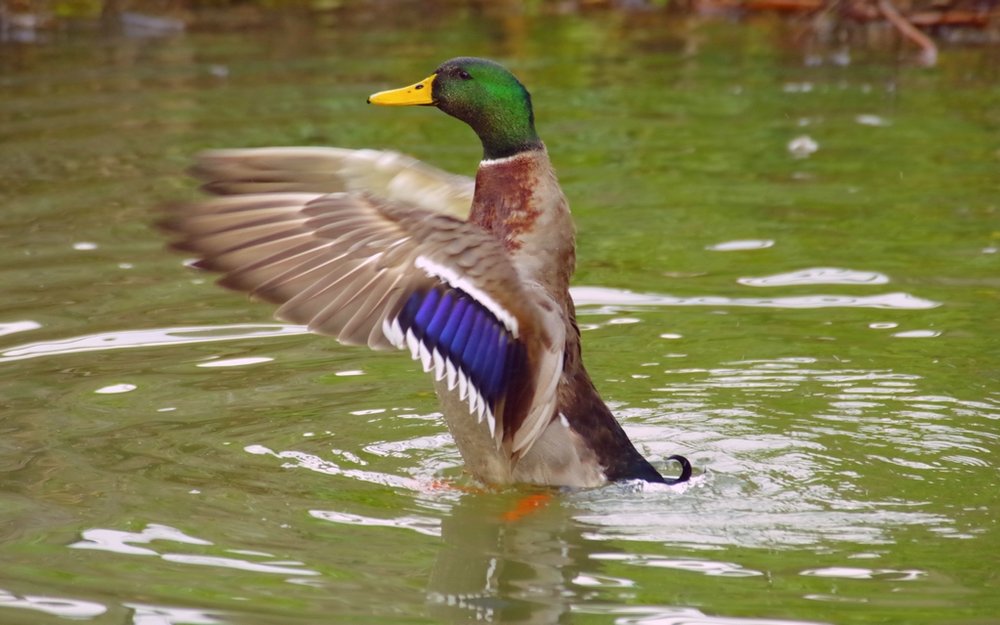 Duck stretching its wings