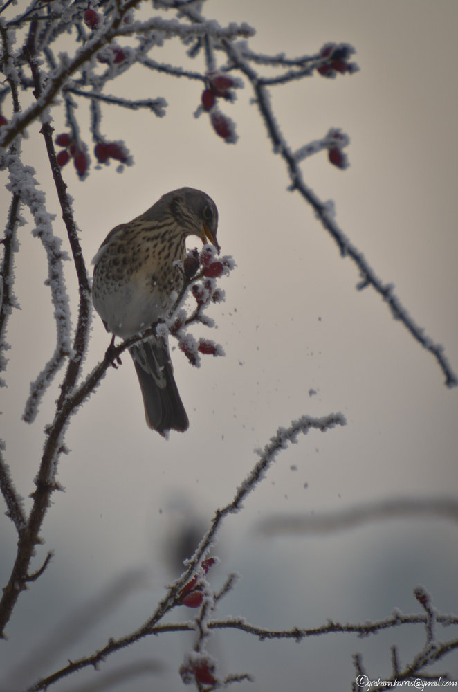 Fieldfare feeding at Snettisham Norfolk