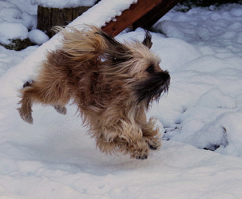 Fun in the Snow