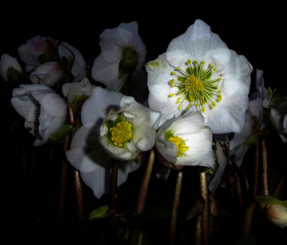 Hellebore - Christmas Rose