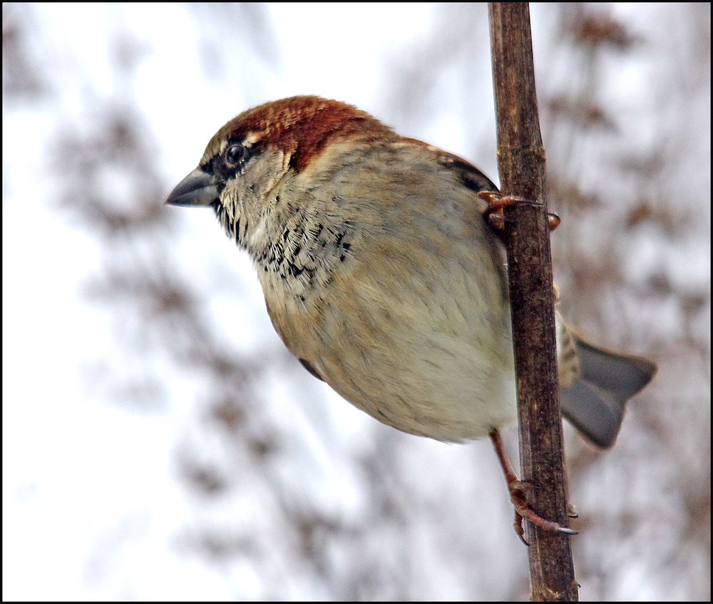 House Sparrow.