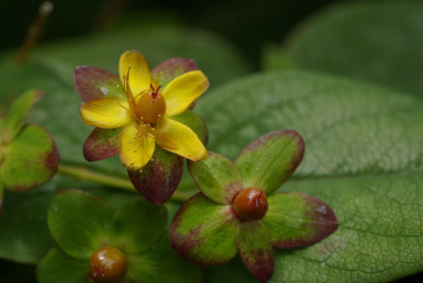 A Tiny Beauty