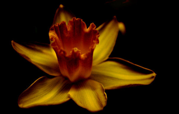 Art Daffodil
