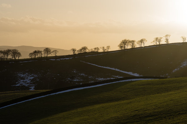 Bare trees, late afternoon light
