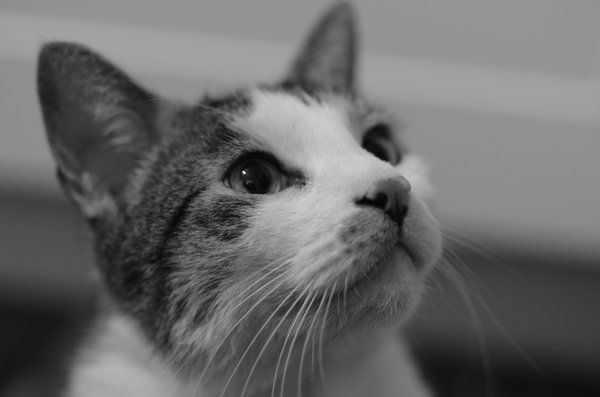 basil