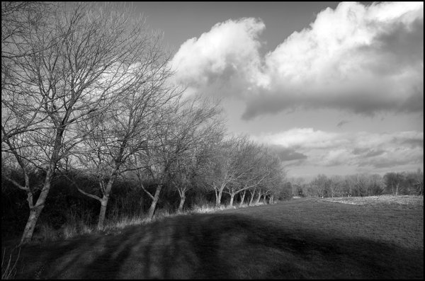 Beeches Stripped