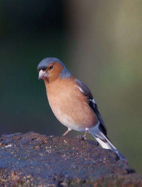 Chaffinch