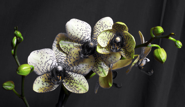 Day of The Orchids