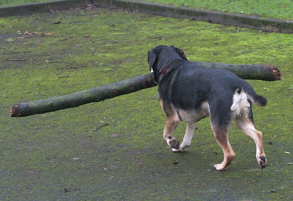 Fetch boy