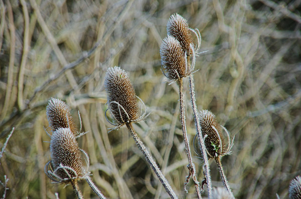 Frozen Teasels