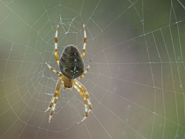Garden Cross Spider (Araneus diadematus) on web