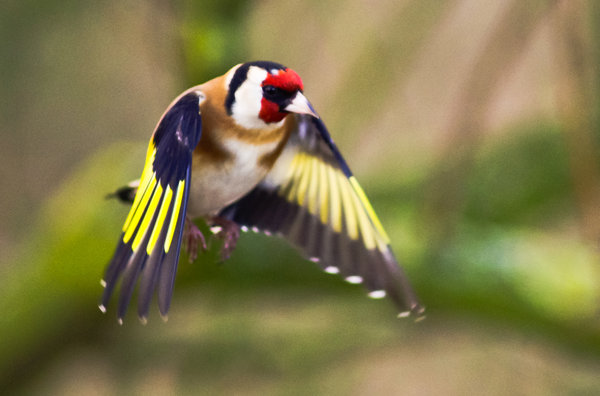 Goldfinch in flight