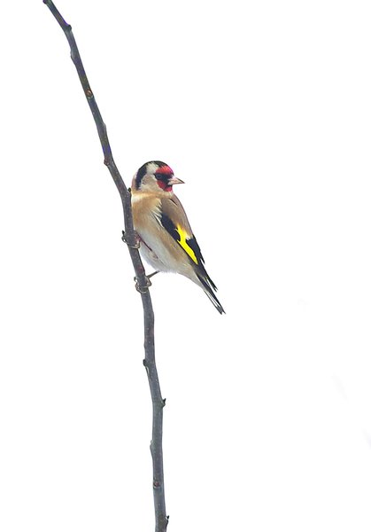 Goldfinch