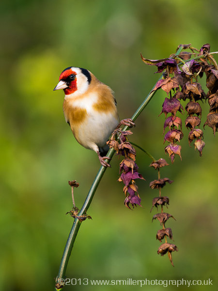 Goldfinch