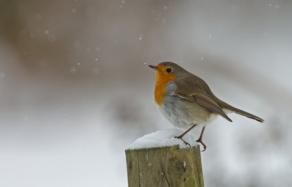 hard weather for him too