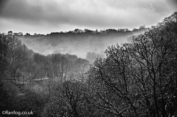 Healy Dell