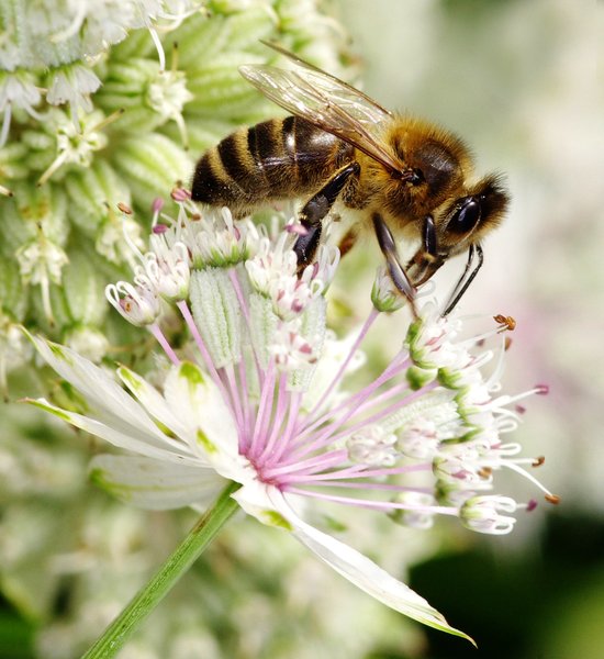HONEY BEE