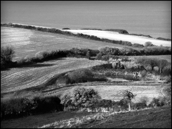 Interlocking Hedgerows