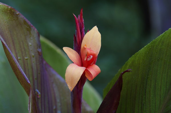 Kew Garden 2
