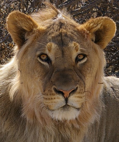 King of the Kalahari