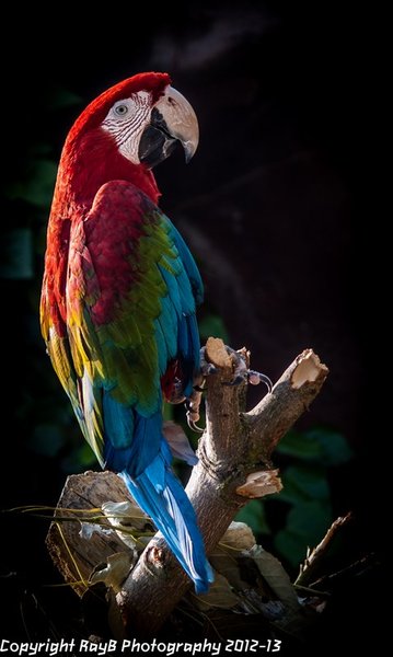Macaw