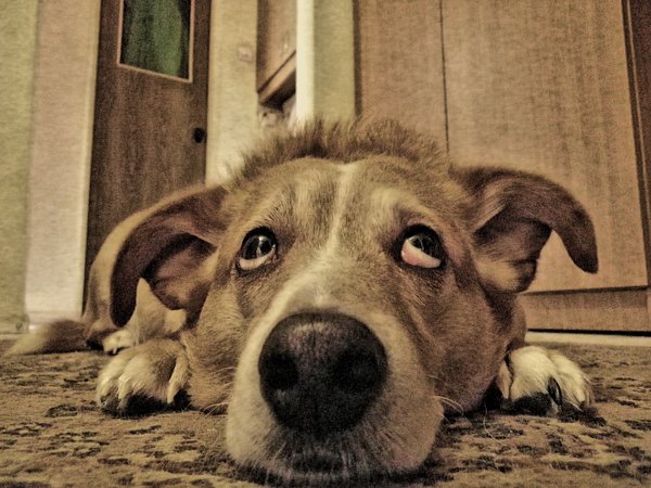 my dog
