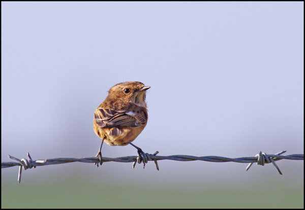 On Salisbury Plain