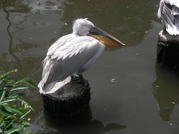 Pelican