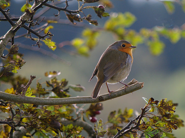 Robin